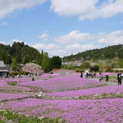 永沢寺の花のじゅうたん#最近撮った写真は
