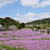 永沢寺の花のじゅうたん#最近撮った写真は