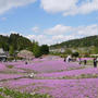 永沢寺の花のじゅうたん#最近撮った写真は