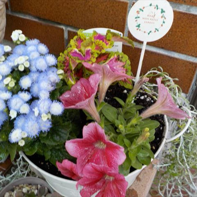 アゲラタム バモス、ダブル咲きペチュニア花結びとコリウスの寄せ植え