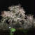 今晩の京の夜桜♪円山公園の枝垂れ桜・祇園白川