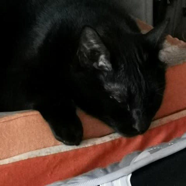 パンの上に黒ゴマスプレッド