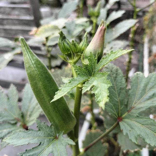 11月11日のベランダ菜園。その後のおくら、大きくなりました！
