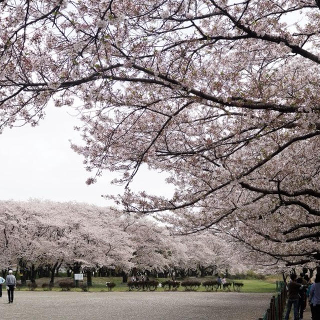 ■ウォーキング【愛川町・坂本青少年広場 の桜見物】