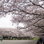 ■ウォーキング【愛川町・坂本青少年広場 の桜見物】