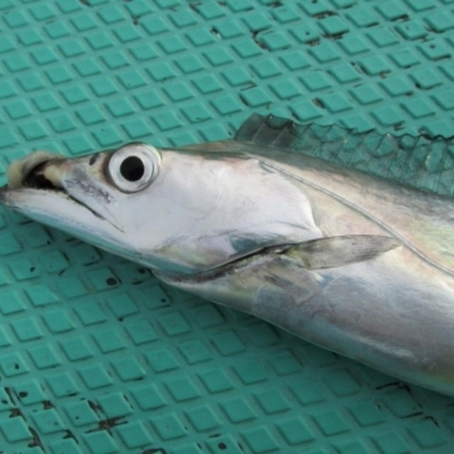 【東京湾・久里浜】食べたかった、釣りたかったタチウオ！！