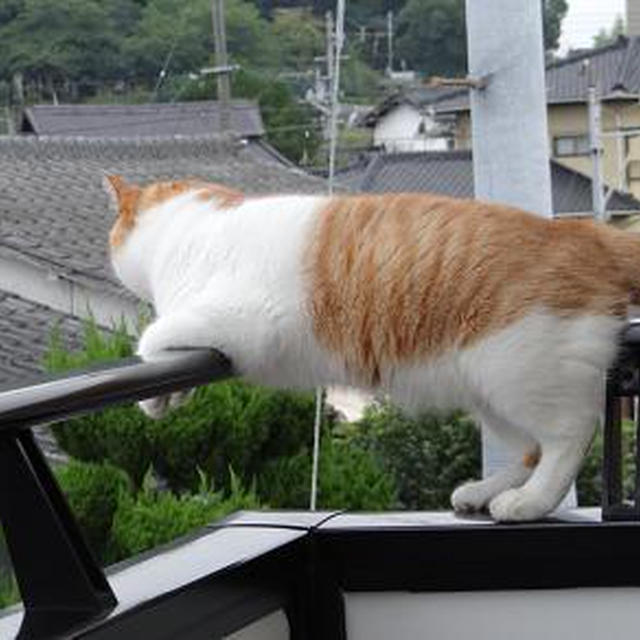 お盆