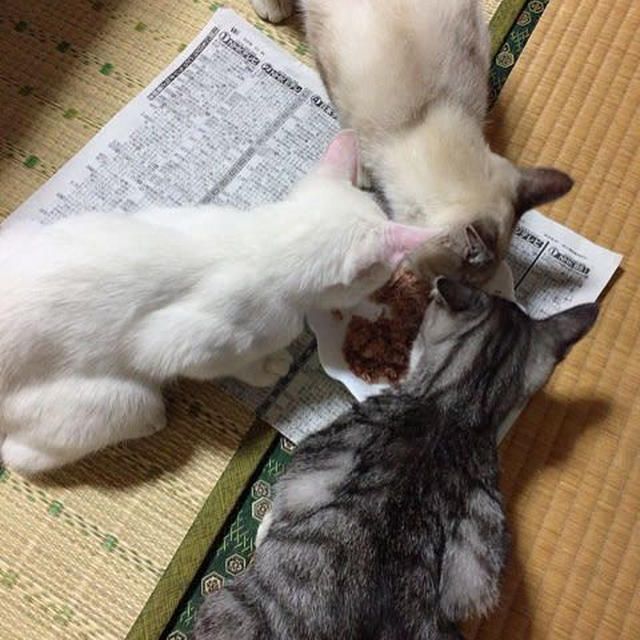 嵐目前