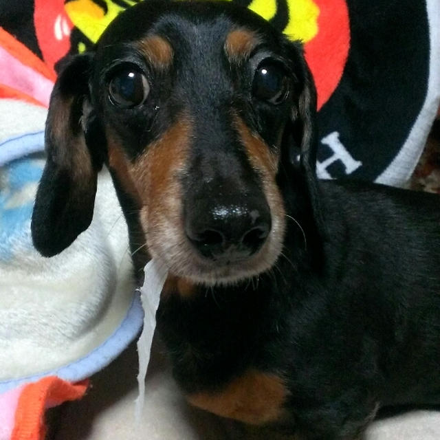 ＊ティッシュだいすき＊