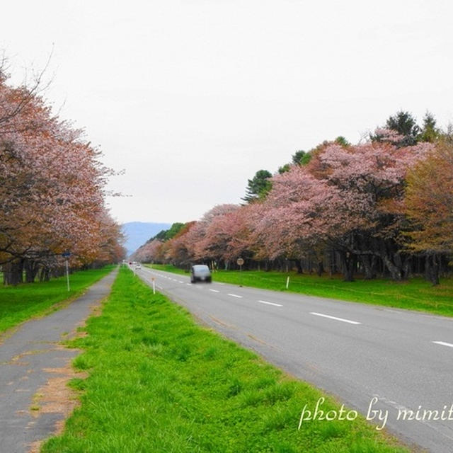 北海道の桜2012＠馬の名産地新ひだか町　優駿さくらロード　※追記有