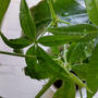 猛暑の中の【涼・癒し】苔玉の観葉植物のパキラの成長が可愛すぎる～♪