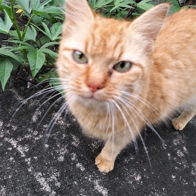 里親募集中～タビーにゃん♪(=^・・^=)♡”