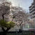 上前津、毎年の桜