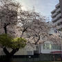 上前津、毎年の桜