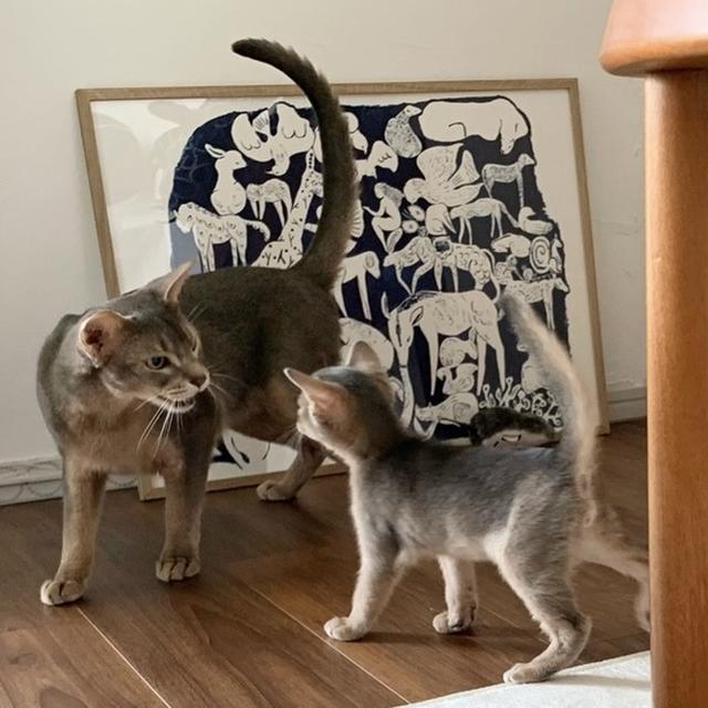 子猫の頃から、ギャングだったわか坊