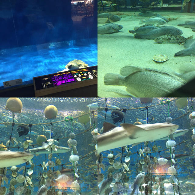 水族館の新しい楽しみ方？
