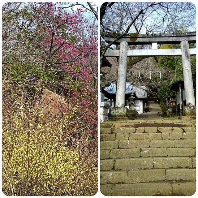 ■ウォーキング【家から➡八菅山展望台／寒緋桜とレンギョウが満開♪】