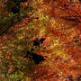 【写真】紅葉真っ盛り、四季の森！