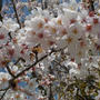 お花見２０２３・桜の絨毯をくぐった先には・・・＆お花見弁当