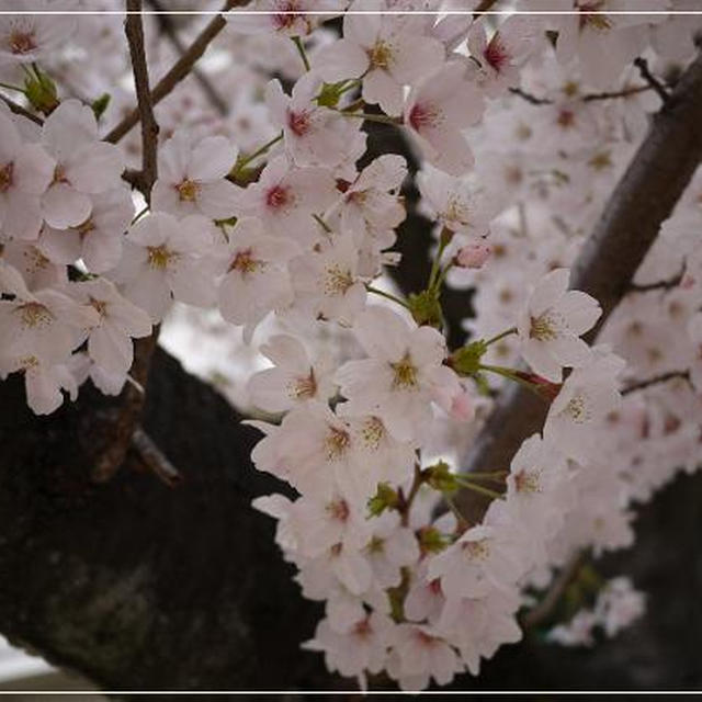 ♪お花見♪
