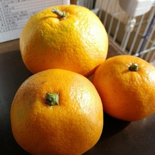 柑橘の収穫が早い？