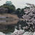 名古屋１　(花見)