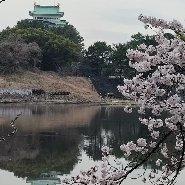 名古屋１　(花見)