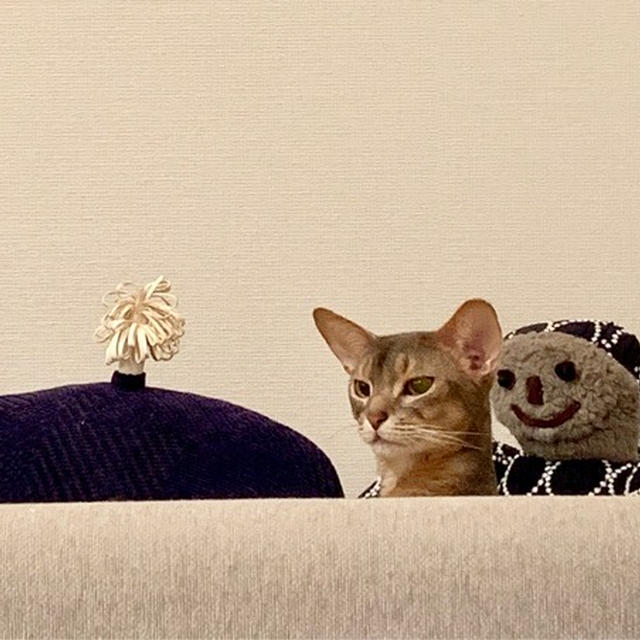 おやすみ前に、キュルンなぼくちんをどうぞ(*´ω`*)