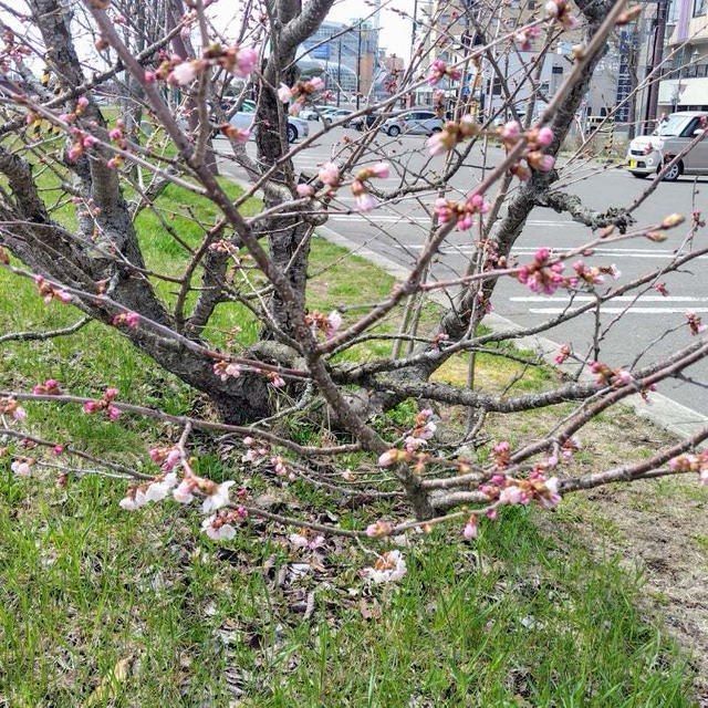 ついに来たね