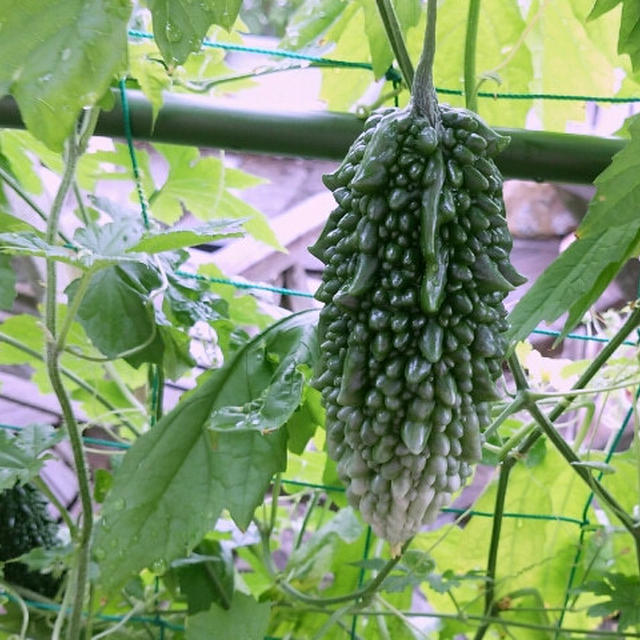 収穫開始のプランター菜園。プチトマト、きゅうり、ゴーヤ、万願寺とうがらし