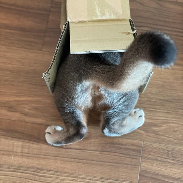 それは無理だ…