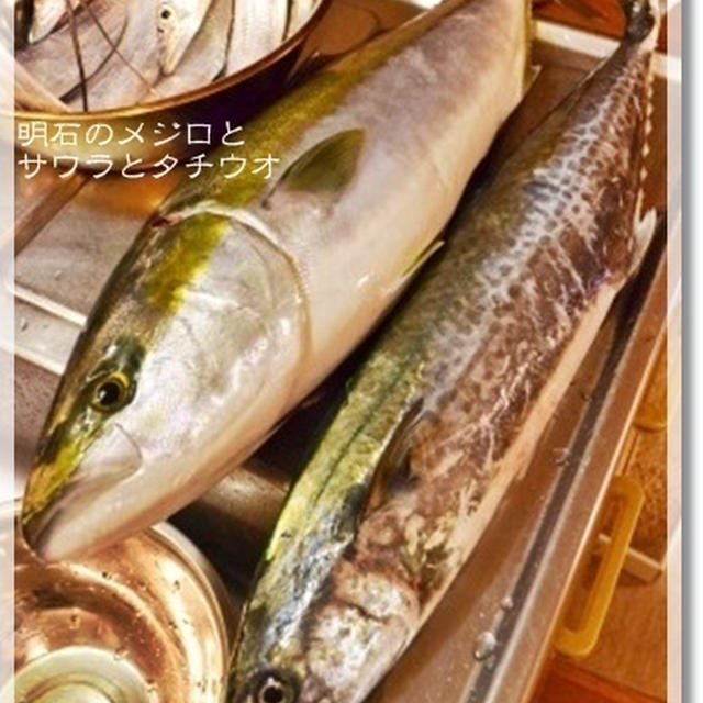 旦那様の釣果と刺身三昧♡