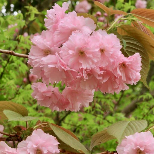 鳥屋野潟公園の八重桜がかわいかったです♡