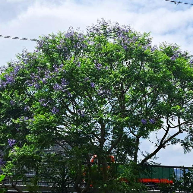 ジャガランタの花と梅仕事