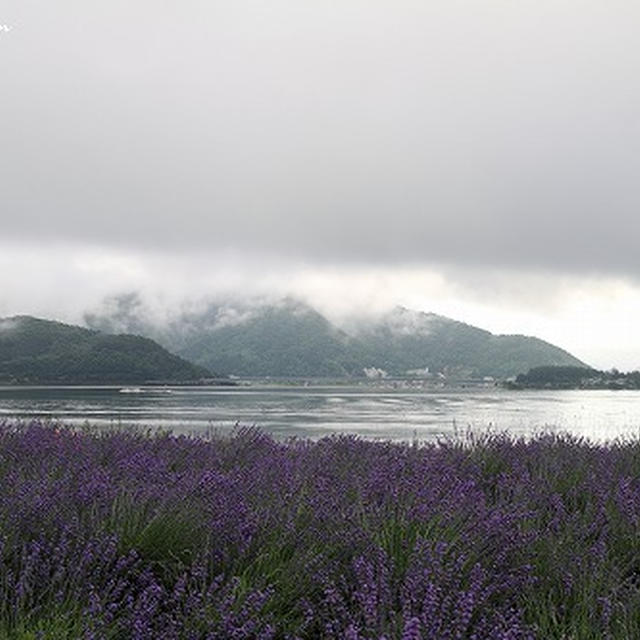 Mt.Fuji & Lavender