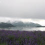 Mt.Fuji & Lavender