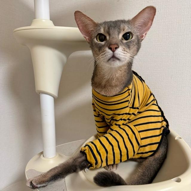 自分で服を脱げるようになったぼくちん( ꒪⌓꒪)