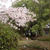衆楽園の桜と昼ワイン