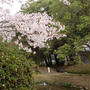 衆楽園の桜と昼ワイン