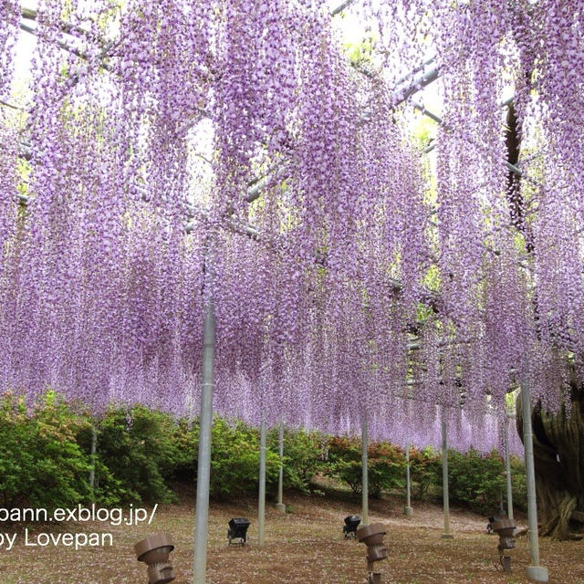 藤の花