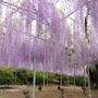 藤の花