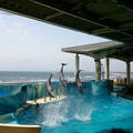 新江の島水族館＆とんかつ大関でチーズチキンカツ