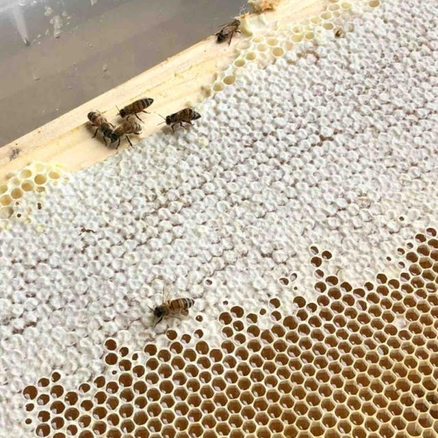 【 蜂蜜とったどー！！深大寺でね 】
