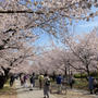 大阪城公園の桜たち♪