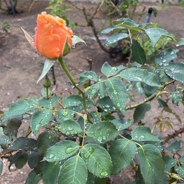 恵みの雨＆ツナとじゃが芋のサラダ