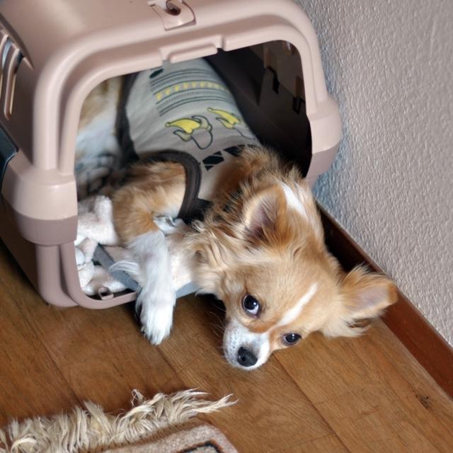 やっと復活＊４号ケーキ