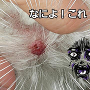 【なによ！これ！】腫瘤発見。心配性発動
