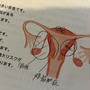 子宮筋腫がわかるまでの経緯～体験談その②生理事情