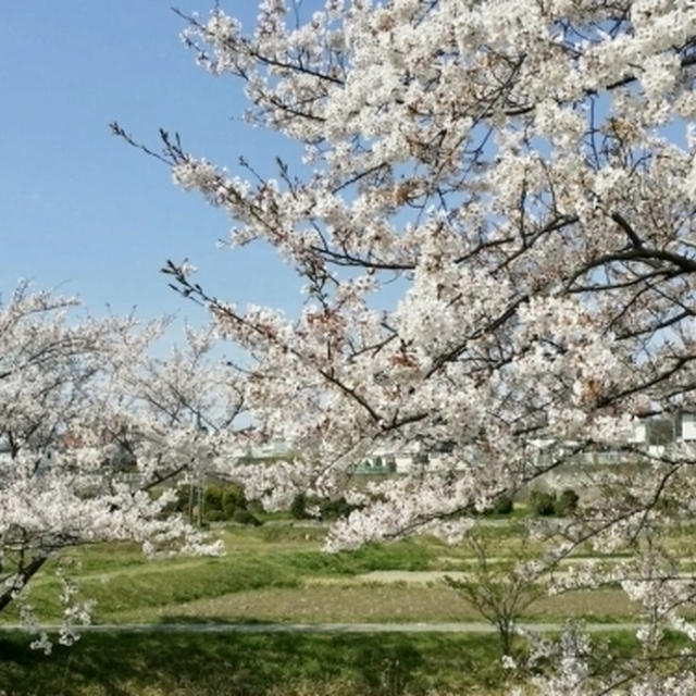 四日市郊外の桜