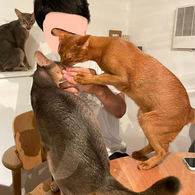 中腰のちゅーる食べ名人